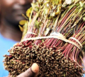 Meru University in New Bid to Turn Miraa into Drinkable Sachets