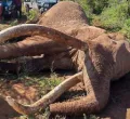 KWS to Preserve Remains of Amboseli Super Tusker Craig
