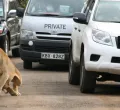 Two Lionesses Escape Nairobi National Park, Sighted Near Ongata Rongai