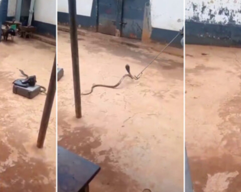 Kenyan Pastor Arrested Smuggling Cobra Claims 'Holy Spirit' Led Him