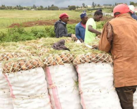 Nyandarua Potatoes Among Most Contaminated, Study Finds