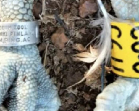 Second Finnish Osprey Found in Siaya County