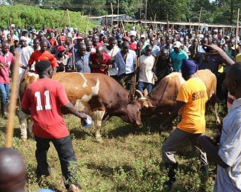 Bullfighting in Western Kenya: A Tradition Handed Down from Father to Son