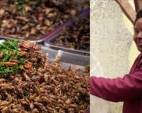 How Jannifer Muthike Earns Sh250,000 Monthly Farming Black Soldier Flies