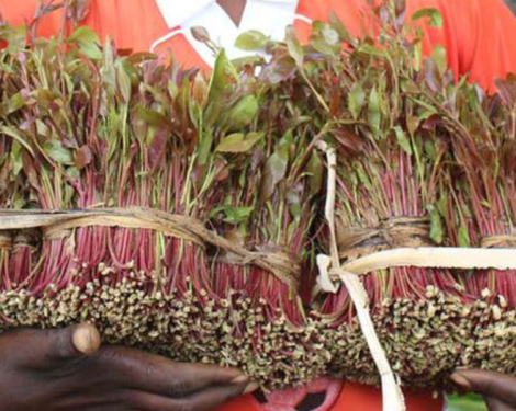 Kenya to Use Cooperatives to Stabilise Miraa Supply Chain