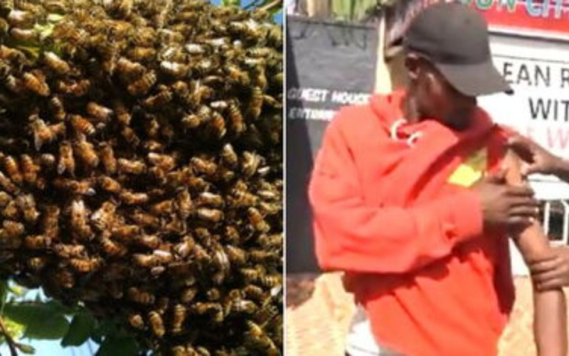 Panic in Limuru Market as Swarm of Bees Causes Chaos and Injuries