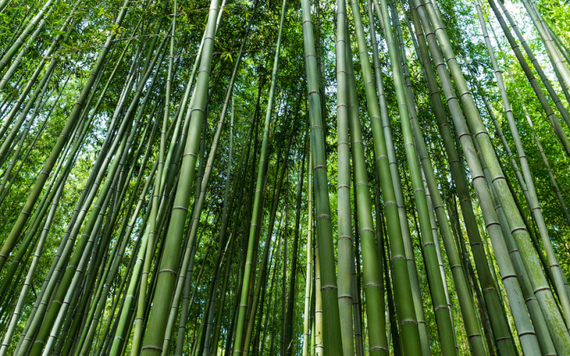 Bamboo Revolution: Kenya Moves Toward Eco-Friendly Building Solutions