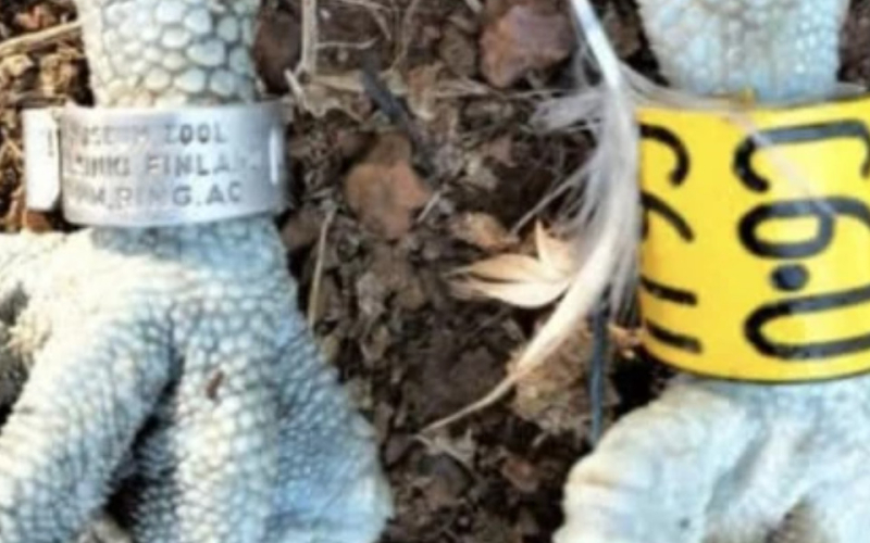 Second Finnish Osprey Found in Siaya County