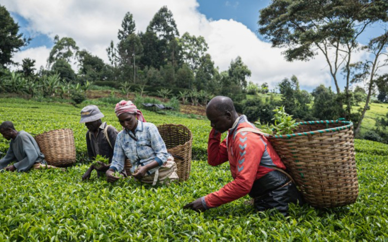 Israel-Iran Conflict Threatens Kenyan Tea Exports