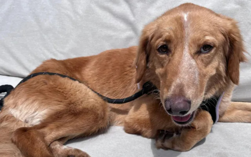 Dog Survives 100-Mile Trek and Island Swim Before Rescue