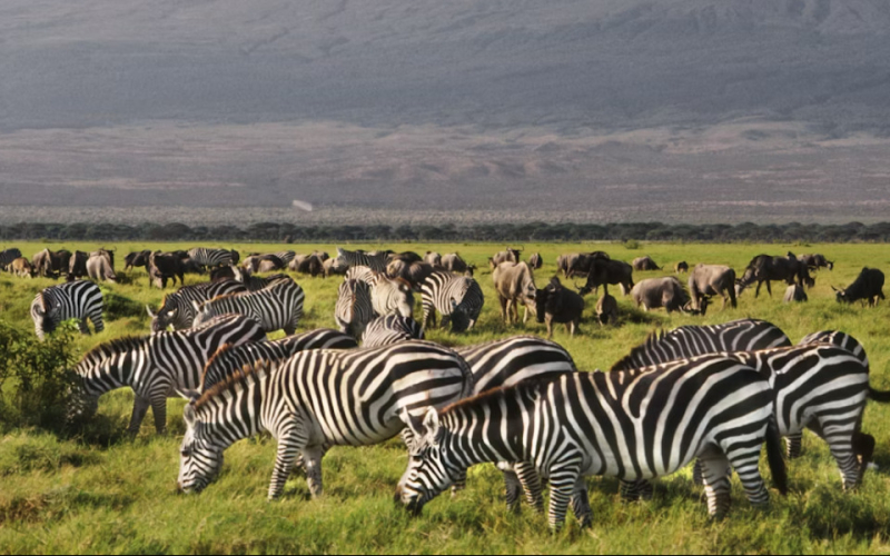List of Proposed New Prices for Nairobi, Amboseli, Tsavo & All Other Parks