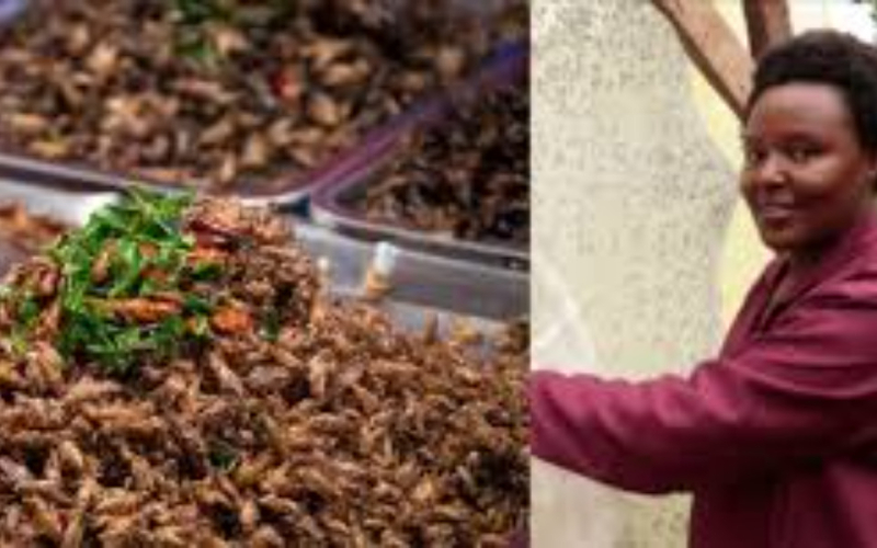 How Jannifer Muthike Earns Sh250,000 Monthly Farming Black Soldier Flies