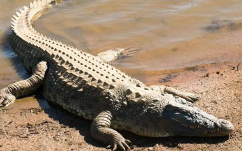 Boy, 13, Killed by Crocodile While Fetching Water in Makueni