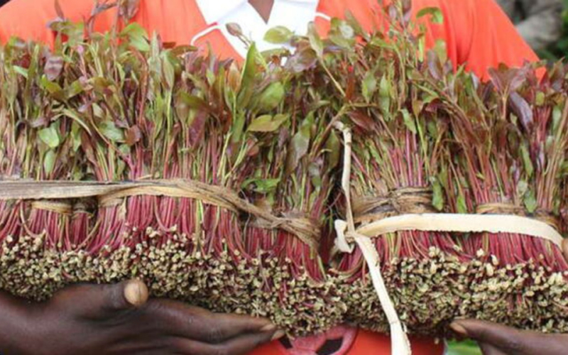 Kenya to Use Cooperatives to Stabilise Miraa Supply Chain