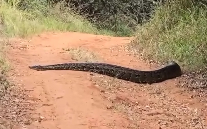 KFS Issues Safety Advisory Following Alleged Python Sighting in Karura Forest
