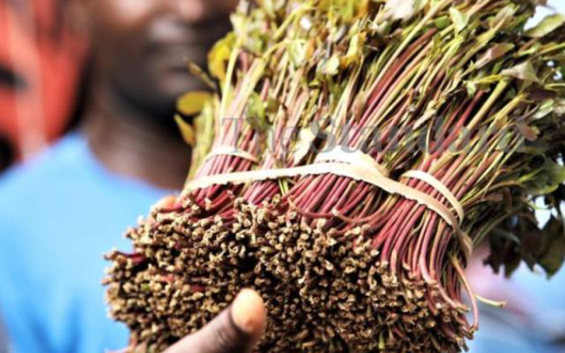 Meru University in New Bid to Turn Miraa into Drinkable Sachets