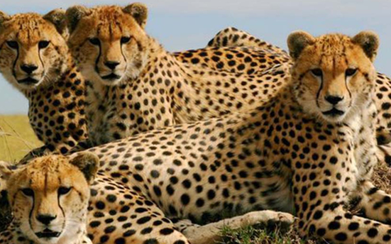 Kenya Joins Namibia and Botswana in Supplying Cheetahs for India’s Rewilding Effort