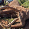 KWS to Preserve Remains of Amboseli Super Tusker Craig