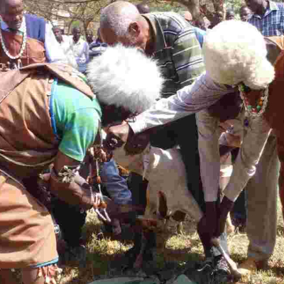 Kikuyu Elders Curse Embakasi East MP Babu Owino Over Slur Directed at President Uhuru