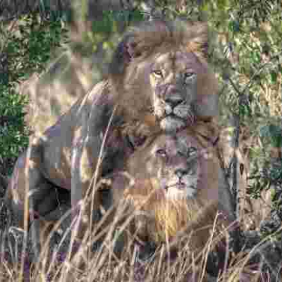 Kenya Film Classification Board Boss Ezekiel Mutua Reacts to 'Gay' Lions Spotted in Maasai Mara