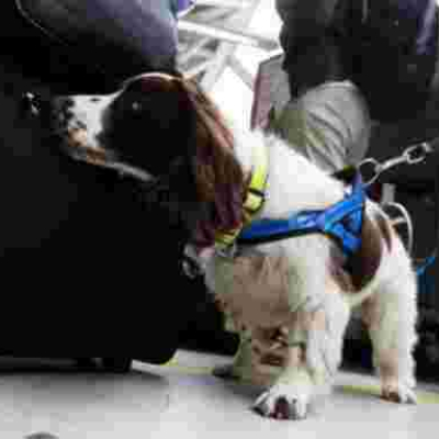 Kenya Acquires Narcotics Sniffer Dogs for JKIA Ahead of Nonstop Flights to the US