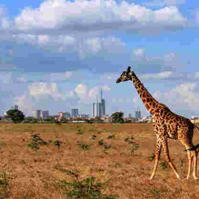 Kenya Named Africa's Leading Tourist Destination by World Travel Awards 