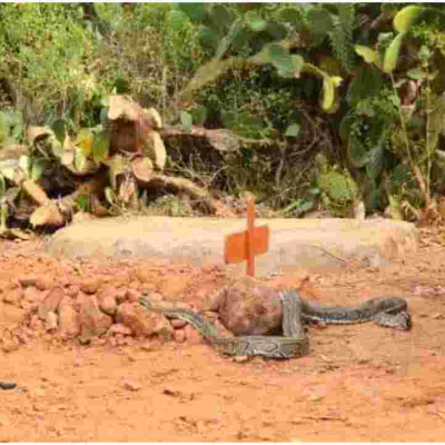 Residents Stunned as ‘Mourning’ Python Slithers into Venom Extractor’s House Before Lying on His Grave 