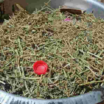 Seven Arrested Over Possession of Bhang in Nairobi 