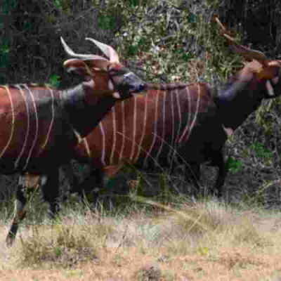 Meru To Import Endangered Rhinos and Bongos From the US