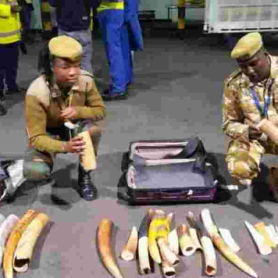 Indonesian Citizen Arrested With Ivory Worth Ksh10 Million At JKIA