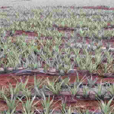 Workers Cry Foul as Del Monte Cuts Working Days to Cut Costs