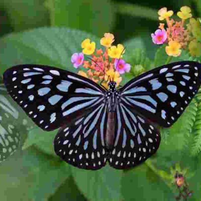 Italian Father-Son Duo Fined $200,000 for Insect Smuggling in Sri Lanka
