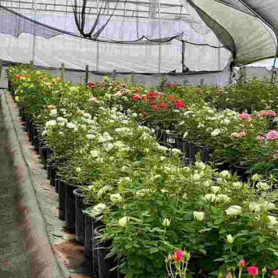 How Cloud Seeding Saves Billions in Naivasha Flower Industry