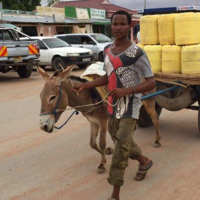Kenyan Treasury Eyes Animal Transport to Cut Government Spending