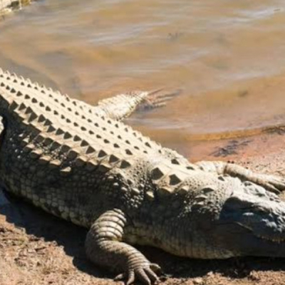 Boy, 13, Killed by Crocodile While Fetching Water in Makueni