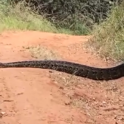 KFS Issues Safety Advisory Following Alleged Python Sighting in Karura Forest
