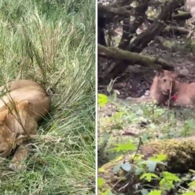 Lions Six Lions Poisoned in Maasai Mara Days After World Tourism Day Celebrations
