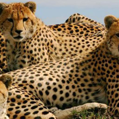 Kenya Joins Namibia and Botswana in Supplying Cheetahs for India’s Rewilding Effort