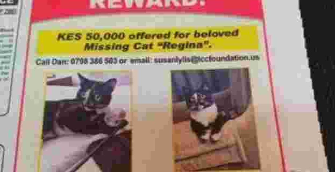 Nairobi Man Offers Sh50,000 Cash Reward in an Advert for His Missing Cat