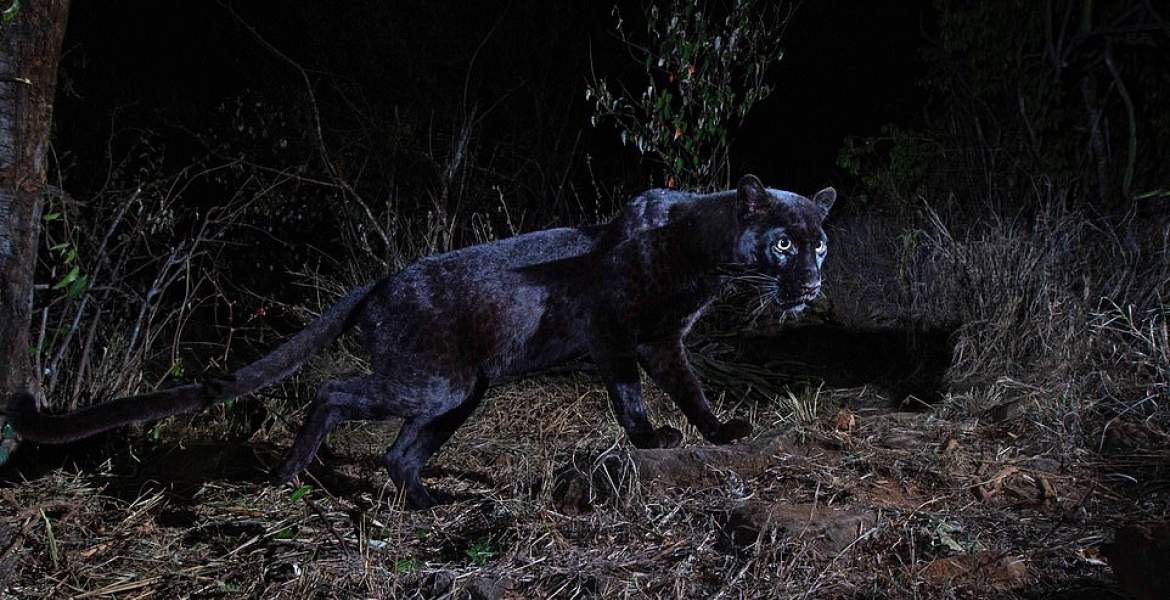 Image result for black panther in kenya