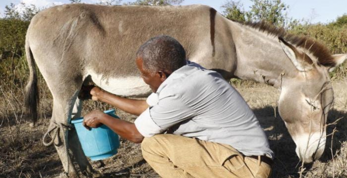 Kenyan Man Makes a Killing from Selling Donkey Milk at Sh200 Per Liter