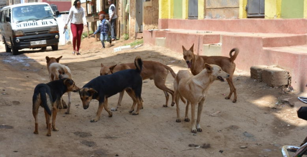 Governor Mike Sonko's Gov't to Spend Sh100 Million to Eliminate Stray Dogs in Nairobi