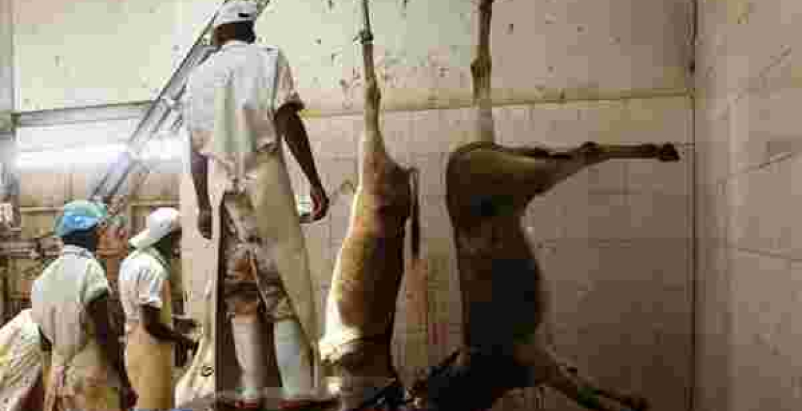 Study Shows 1,000 Donkeys are Slaughtered Daily in Kenya; Warns the Animals will be Wiped Out by 2023