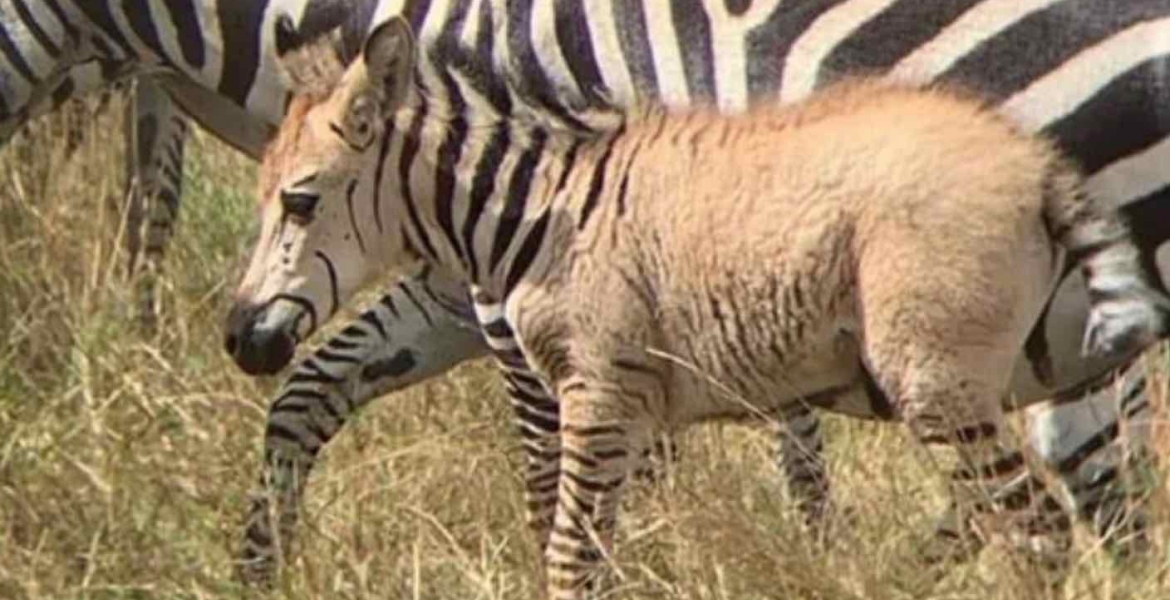 Image result for golden zebra at maasai mara