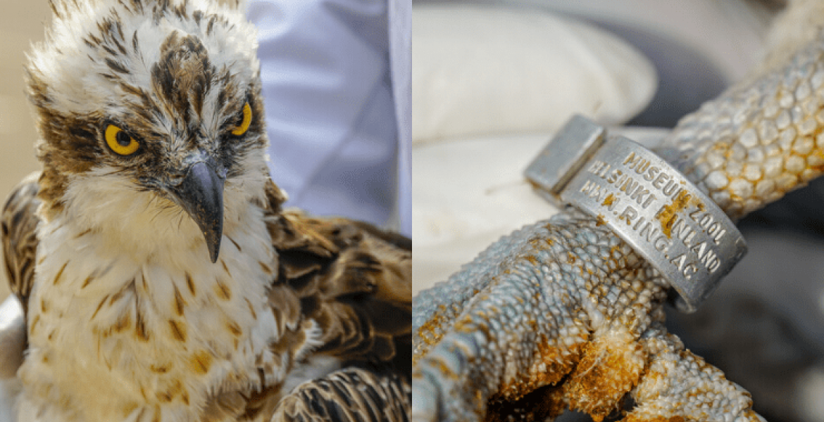 Migratory Bird That Flew 6,900Km from Finland to Kenya Dies in Nairobi