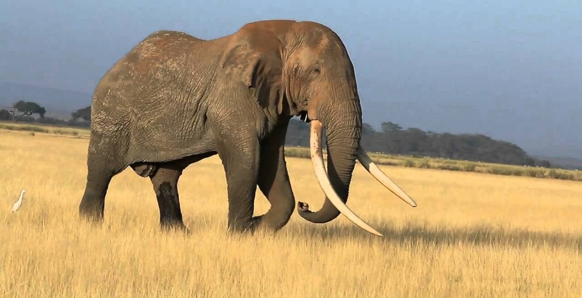 Tim, Africa's Largest Elephant, Dies in Kenya at Age 50