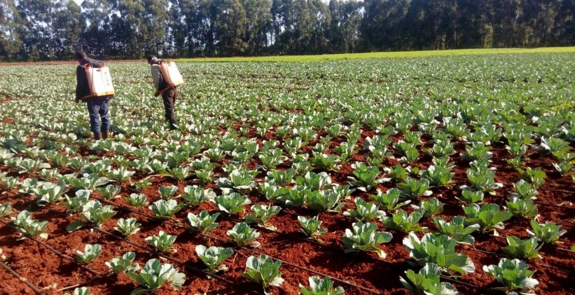 Deputy President William Ruto's cabbage farm Ruto Denies Working on His Cabbage Farm as Uhuru Fights Covid-19