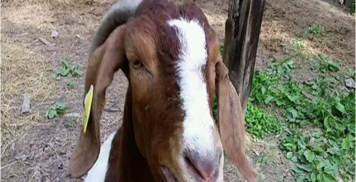 Kenyan Man Snatches Goats from Woman's Home After She 'Ate'  Fare