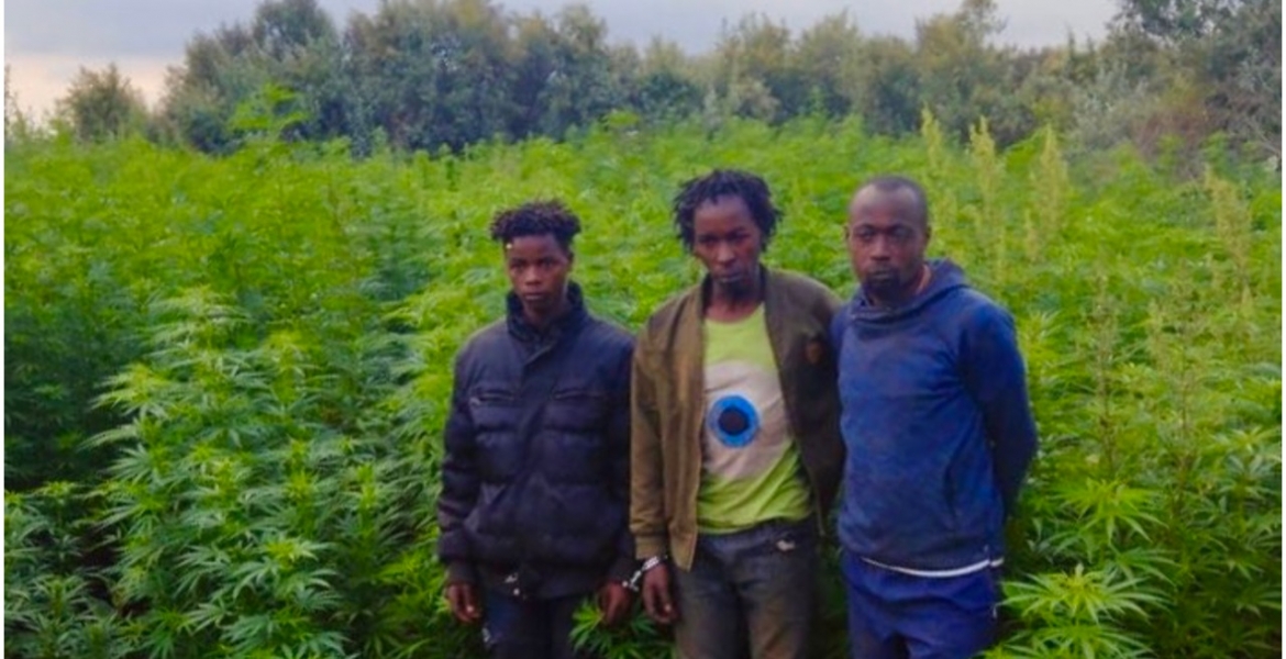 Police Discover Sh27 Million Marijuana Farm in Naivasha, Arrest 14 Suspects