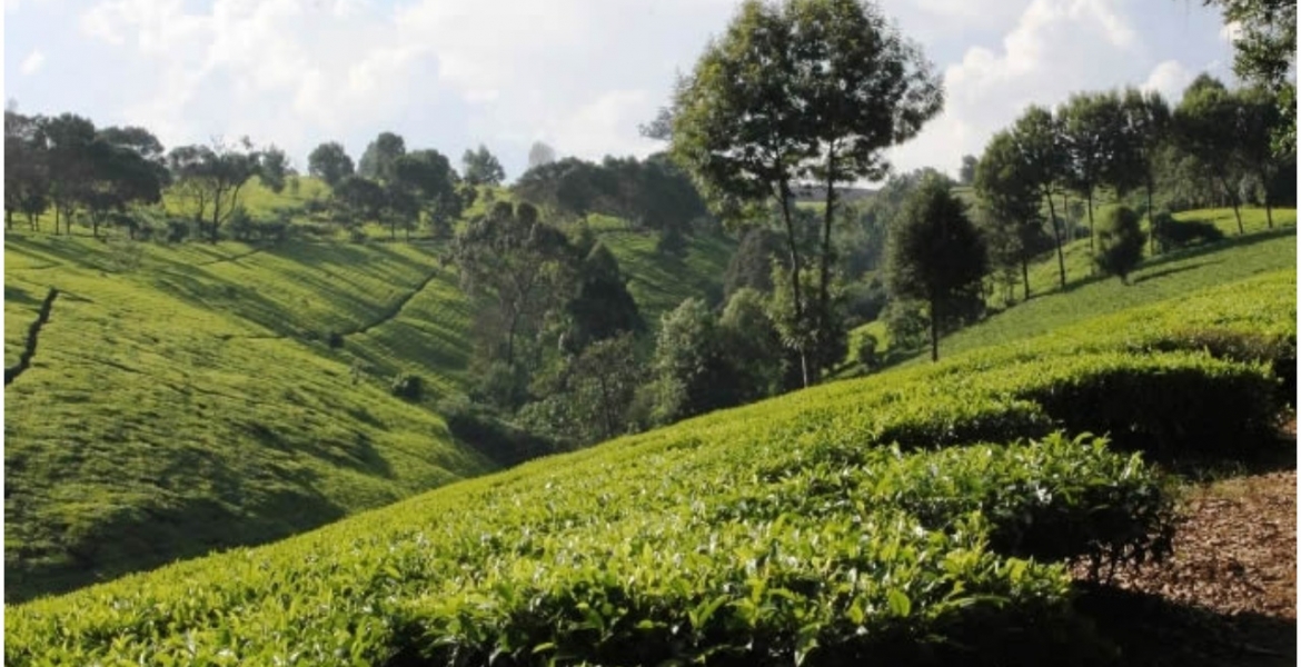 Why Wealthy Kenyans are Fleeing Posh Nairobi Estates for Tigoni and Miotoni
